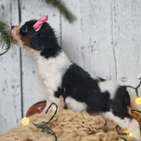 Clarice, a female Cavapoo for sale in Silver Lake, IN – Photo 3 of 6