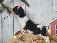Clarice, a female Cavapoo for sale in Silver Lake, IN – Photo 3 of 6