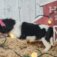Clarice, a female Cavapoo for sale in Silver Lake, IN – Photo 6 of 6