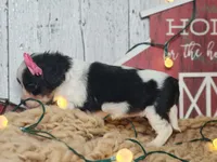 Clarice, a female Cavapoo for sale in Silver Lake, IN – Photo 6 of 6