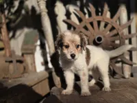 Simon, a male Australian Cattle Dog and Poodle - Miniature  for sale in Silver Lake, IN – 3 of 5