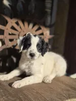 sammy, a male Australian Cattle Dog and Poodle - Miniature  for sale in Silver Lake, IN – 5 of 6