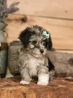 Candy , a female French Bulldog and Poodle - Toy  for sale in Silver Lake, IN – 3 of 4