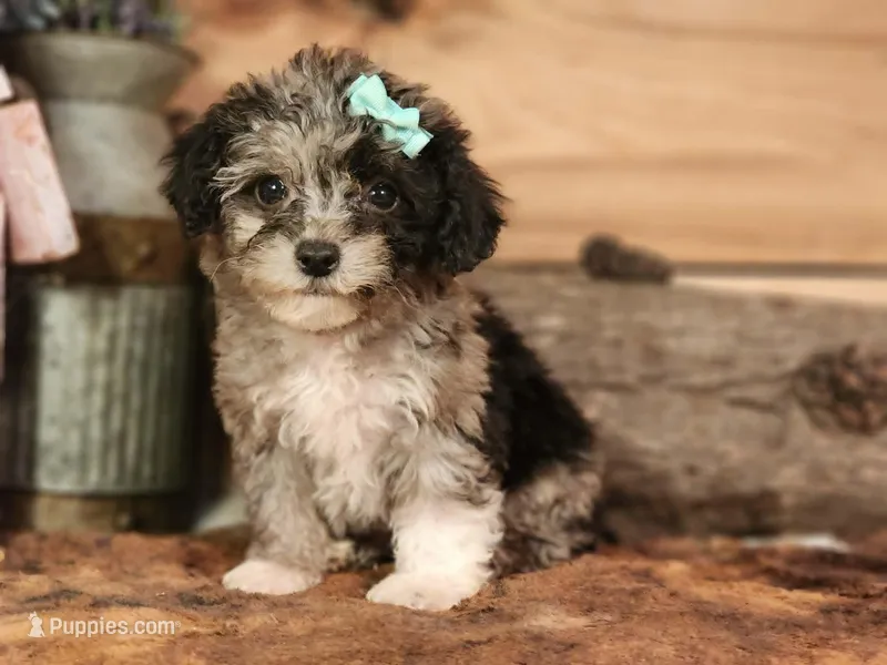 Candy  – French Bulldog, Poodle - Toy  puppy for sale in Silver Lake, IN