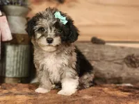 Candy , a female French Bulldog and Poodle - Toy  for sale in Silver Lake, IN – 1 of 4