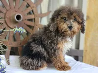 Forrest Frank, a male Poodle - Toy  and Miniature Goldendoodle for sale in Silver Lake, IN – 3 of 10