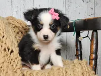 Carol, a female Miniature Australian Shepherd for sale in Silver Lake, IN – Photo 7 of 9