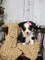 Carol, a female Miniature Australian Shepherd for sale in Silver Lake, IN – Photo 2 of 9