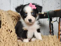 Carol, a female Miniature Australian Shepherd for sale in Silver Lake, IN – Photo 1 of 9