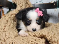 Carol, a female Miniature Australian Shepherd for sale in Silver Lake, IN – Photo 9 of 9