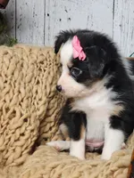 Carol, a female Miniature Australian Shepherd for sale in Silver Lake, IN – Photo 6 of 9