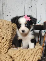 Carol, a female Miniature Australian Shepherd for sale in Silver Lake, IN – Photo 3 of 9