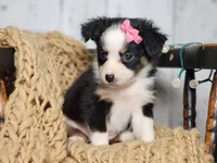 Carol, a female Miniature Australian Shepherd for sale in Silver Lake, IN – Photo 4 of 9