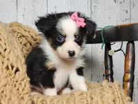 Carol, a female Miniature Australian Shepherd for sale in Silver Lake, IN – Photo 8 of 9