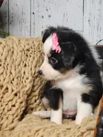 Carol, a female Miniature Australian Shepherd for sale in Silver Lake, IN – Photo 5 of 9