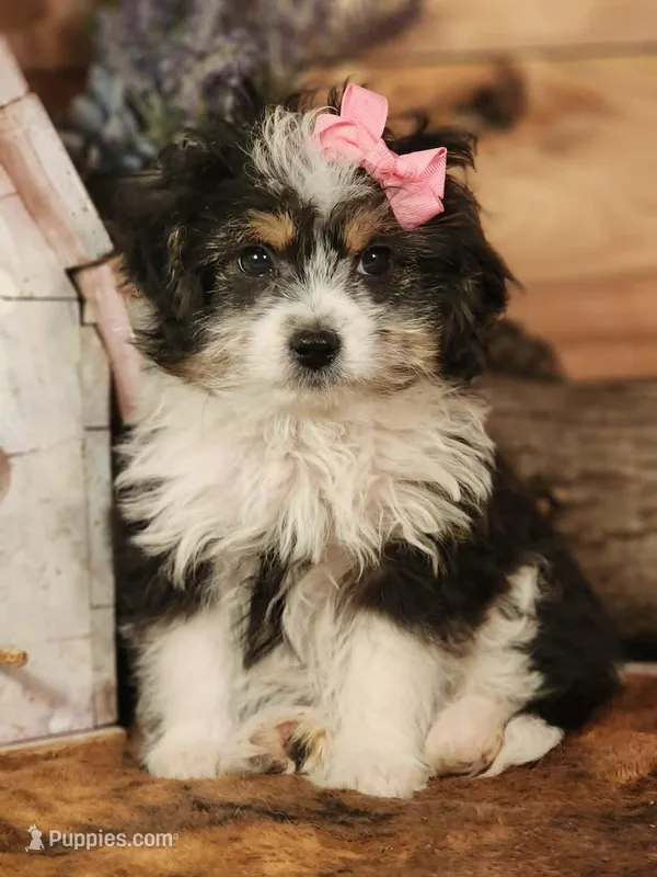 Daisy – Miniature Aussiedoodle puppy for sale in Silver Lake, IN