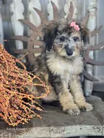 Felicity , a female Miniature Bernedoodle for sale in Silver Lake, IN – 7 of 10