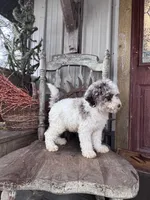 Eli , a male Miniature Goldendoodle for sale in Silver Lake, IN – 3 of 9