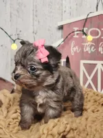 Tinsle, a female Chihuahua and Chipoo for sale in Silver Lake, IN – Photo 4 of 6