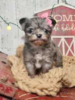Tinsle, a female Chihuahua and Chipoo for sale in Silver Lake, IN – Photo 5 of 6