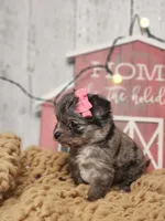 Tinsle, a female Chihuahua and Chipoo for sale in Silver Lake, IN – Photo 3 of 6