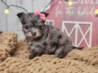 Tinsle, a female Chihuahua and Chipoo for sale in Silver Lake, IN – Photo 6 of 6