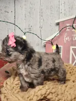 Tinsle, a female Chihuahua and Chipoo for sale in Silver Lake, IN – Photo 2 of 6