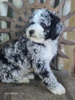 Elliot , a male Miniature Goldendoodle for sale in Silver Lake, IN – 9 of 10