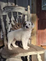 Silas, a male Australian Cattle Dog and Poodle - Miniature  for sale in Silver Lake, IN – 2 of 6