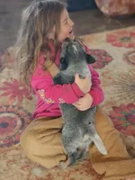 Sarge, a male Australian Cattle Dog for sale in Silver Lake, IN – Photo 6 of 9
