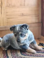 Sarge, a male Australian Cattle Dog for sale in Silver Lake, IN – Photo 5 of 9