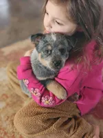 Sarge, a male Australian Cattle Dog for sale in Silver Lake, IN – Photo 2 of 9