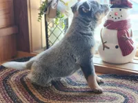 Sarge, a male Australian Cattle Dog for sale in Silver Lake, IN – Photo 7 of 9