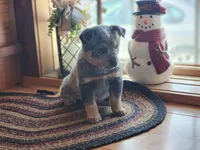 Sarge, a male Australian Cattle Dog for sale in Silver Lake, IN – Photo 8 of 9