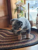 Sarge, a male Australian Cattle Dog for sale in Silver Lake, IN – Photo 4 of 9