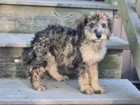 Bernie, a female Miniature Bernedoodle for sale in Silver Lake, IN – 4 of 4