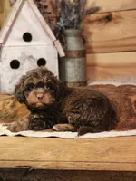 Douglas, a male Miniature Aussiedoodle for sale in Silver Lake, IN – Photo 4 of 4
