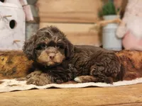 Douglas, a male Miniature Aussiedoodle for sale in Silver Lake, IN – Photo 3 of 4
