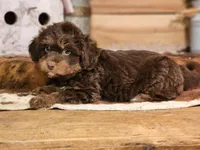 Douglas, a male Miniature Aussiedoodle for sale in Silver Lake, IN – Photo 2 of 4