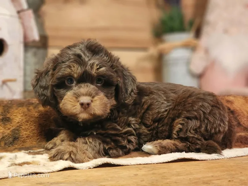 Douglas – Miniature Aussiedoodle puppy for sale in Silver Lake, IN