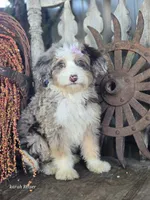Faith, a female Miniature Bernedoodle for sale in Silver Lake, IN – 2 of 9