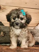 Taffy, a female French Bulldog and Poodle - Toy  for sale in Silver Lake, IN – 8 of 9