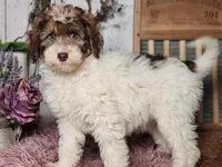 Maurice, a male Miniature Bernedoodle for sale in Silver Lake, IN – Photo 4 of 7