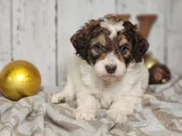 Maurice, a male Miniature Bernedoodle for sale in Silver Lake, IN – Photo 7 of 7