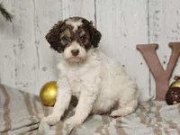 Maurice, a male Miniature Bernedoodle for sale in Silver Lake, IN – Photo 6 of 7