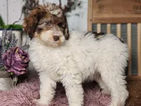 Maurice, a male Miniature Bernedoodle for sale in Silver Lake, IN – Photo 3 of 7