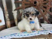 Tuffy, a male French Bulldog and Poodle - Toy  for sale in Silver Lake, IN – 2 of 5