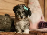 Candy , a female French Bulldog and Poodle - Toy  for sale in Silver Lake, IN – 4 of 4