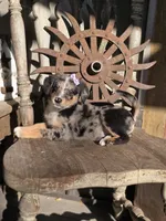 Susie, a female Australian Cattle Dog and Poodle - Miniature  for sale in Silver Lake, IN – 4 of 6