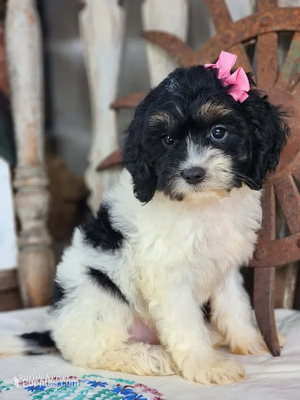 Bonnie – Cavapoo puppy for sale in Silver Lake, IN
